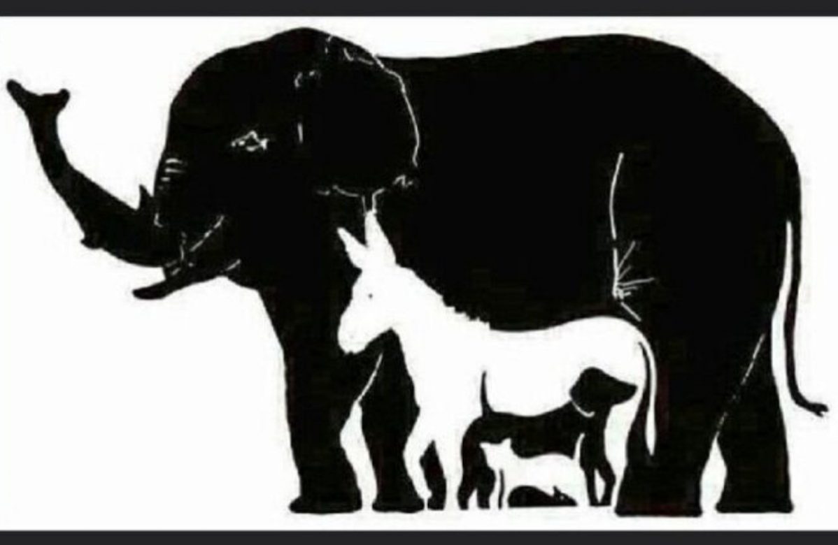 How many animals you can see in the picture