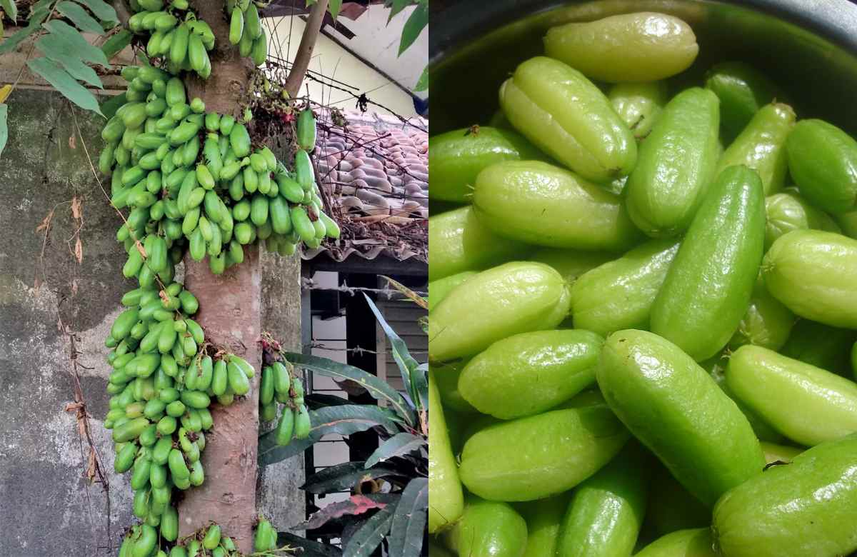 ഈ പുളി വീട്ടിൽ ഉണ്ടോ.? ഇതൊന്നും അറിയാതെ പോയല്ലോ ഈശ്വരാ.. ഞെട്ടിക്കുന്ന 10 ഉപയോഗങ്ങൾ.!! | Irumban Puli Uses for Cleaning 1 Irumban Puli
