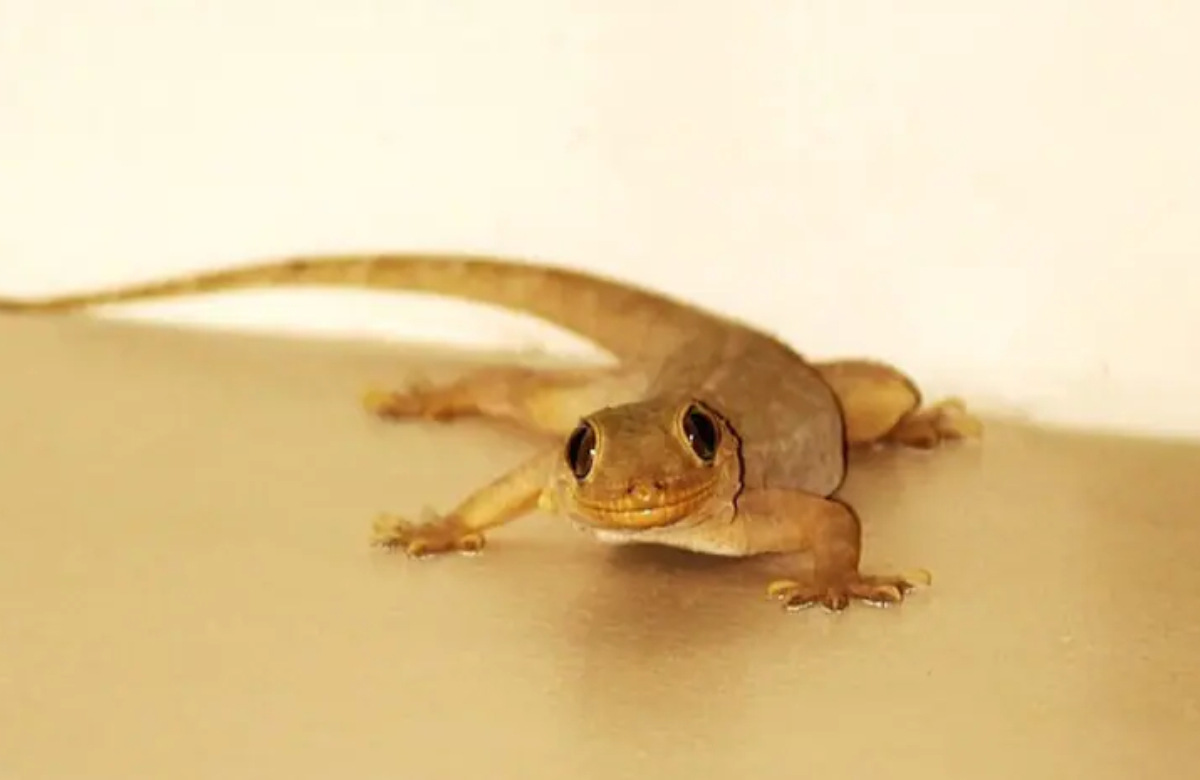 10 Best Remedies to Get Rid of Lizards