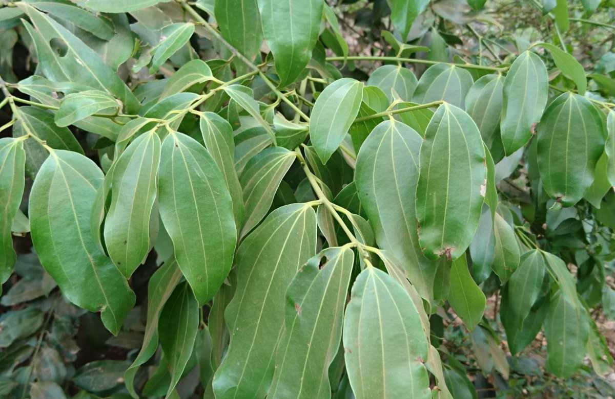 Bay leaves plant benefits