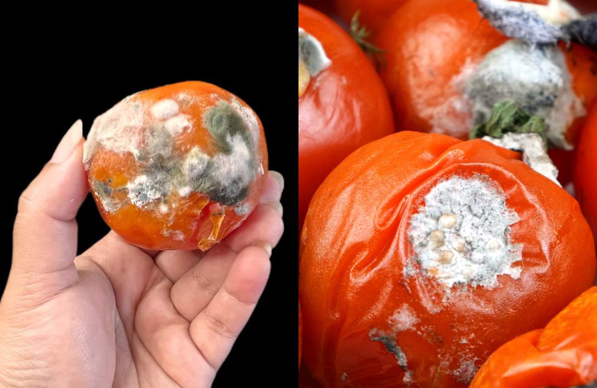 How To Reuse Tomato Waste