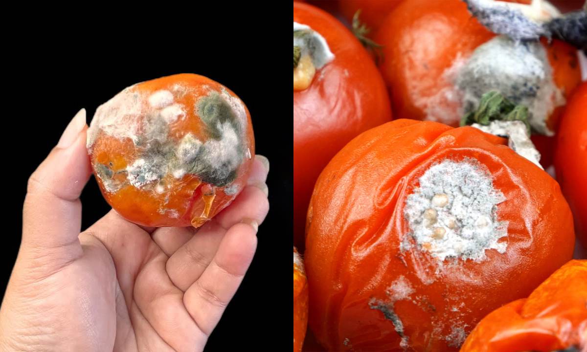 How To Reuse Tomato Waste