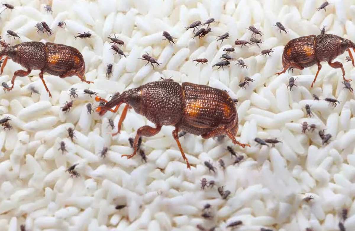 How to Get Rid of Rice Bugs
