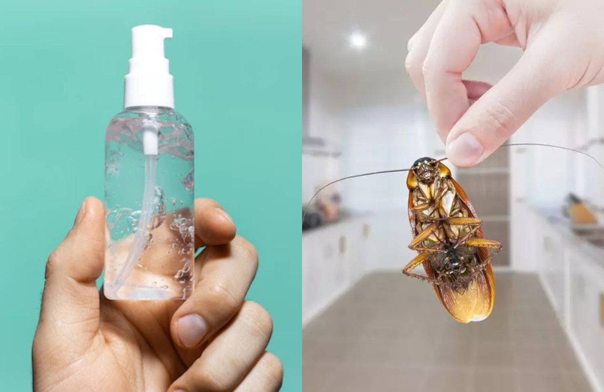 How to Get rid of Cockroaches and Flies