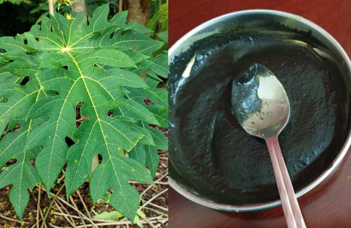 Natural Hair Dye Using Papaya Leaf