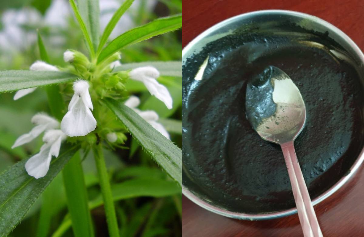 Natural Hair Dye Using Thumba
