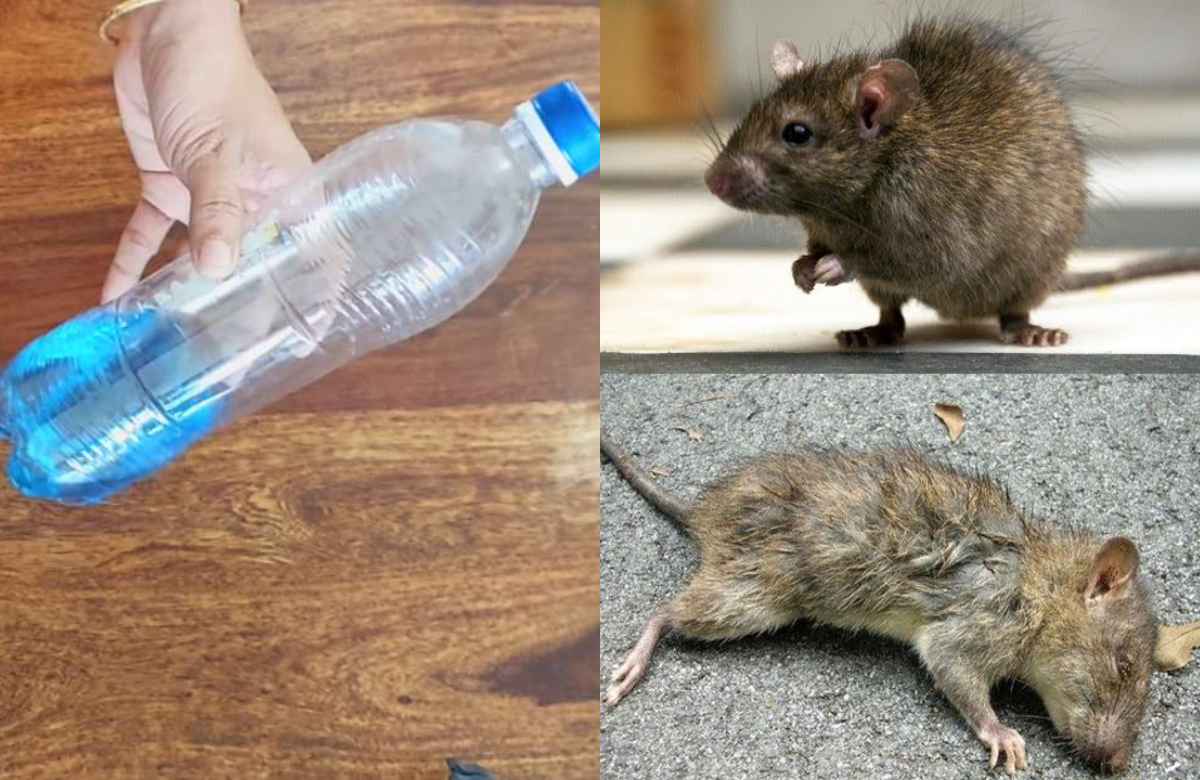 Get Rid Of Rats And Mosquitoues