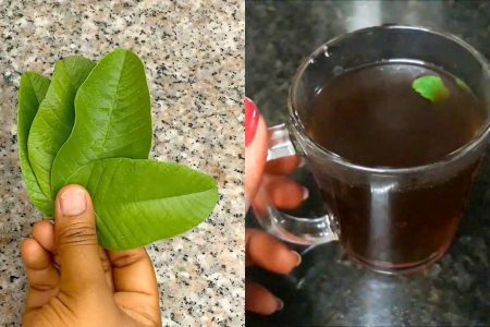 എത്ര വലിയ പനിയും സ്വിച്ചിട്ട പോലെ നിക്കും! പേരയില ഇതുപോലെ കഴിക്കൂ; പനി മാറാൻ കിടിലൻ ഒറ്റമൂലി!! | Guava Leaf Tea For Reduce Fever