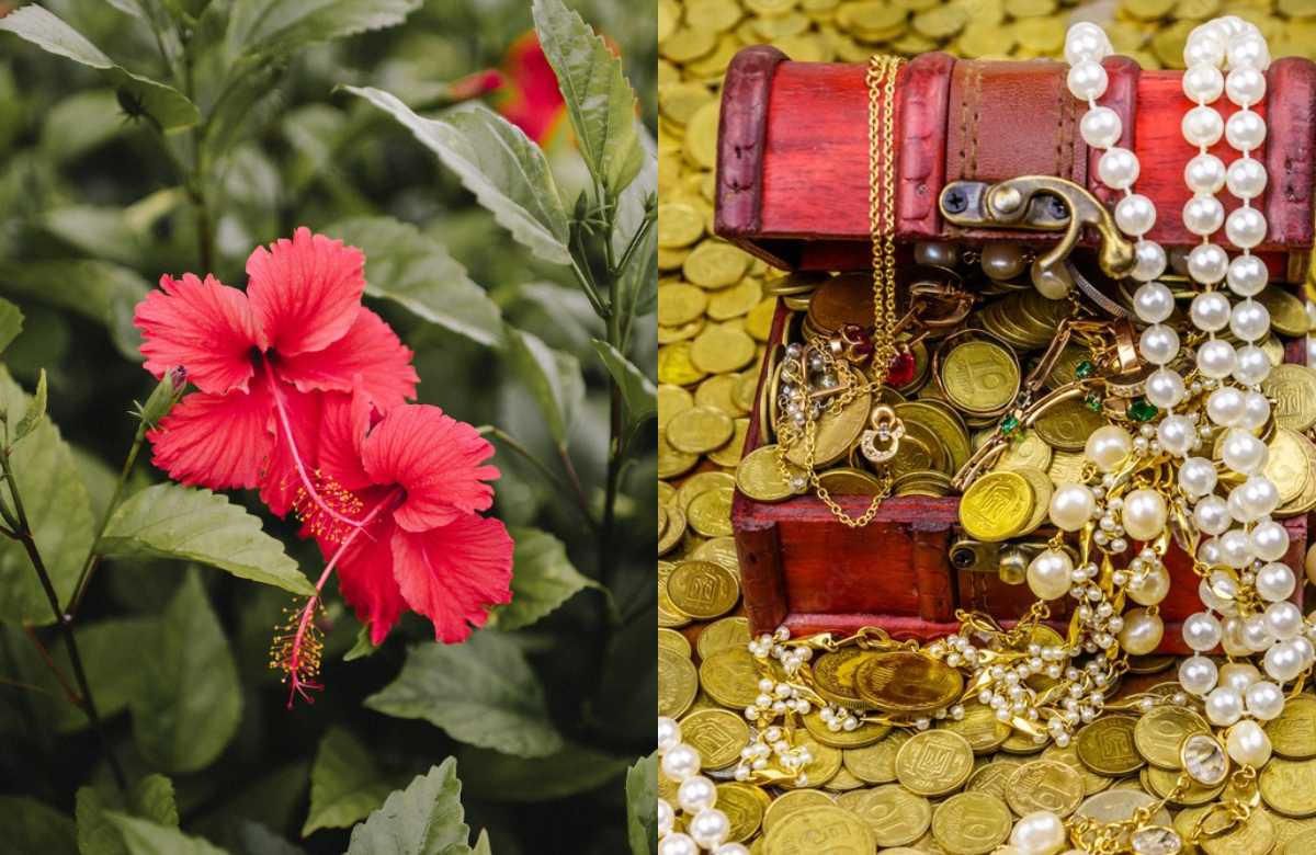 Hibiscus Plant Astrology