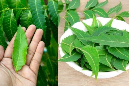 ഇത് 2 ഇല മാത്രം മതി! ആര്യവേപ്പില ദിവസവും രണ്ടെണ്ണം വെറും വയറ്റിൽ ഇങ്ങനെ കഴിച്ചാൽ പ്രമേഹം സ്വിച്ചിട്ട പോലെ നിൽക്കും!! | Aryaveppu Leaf Benefits