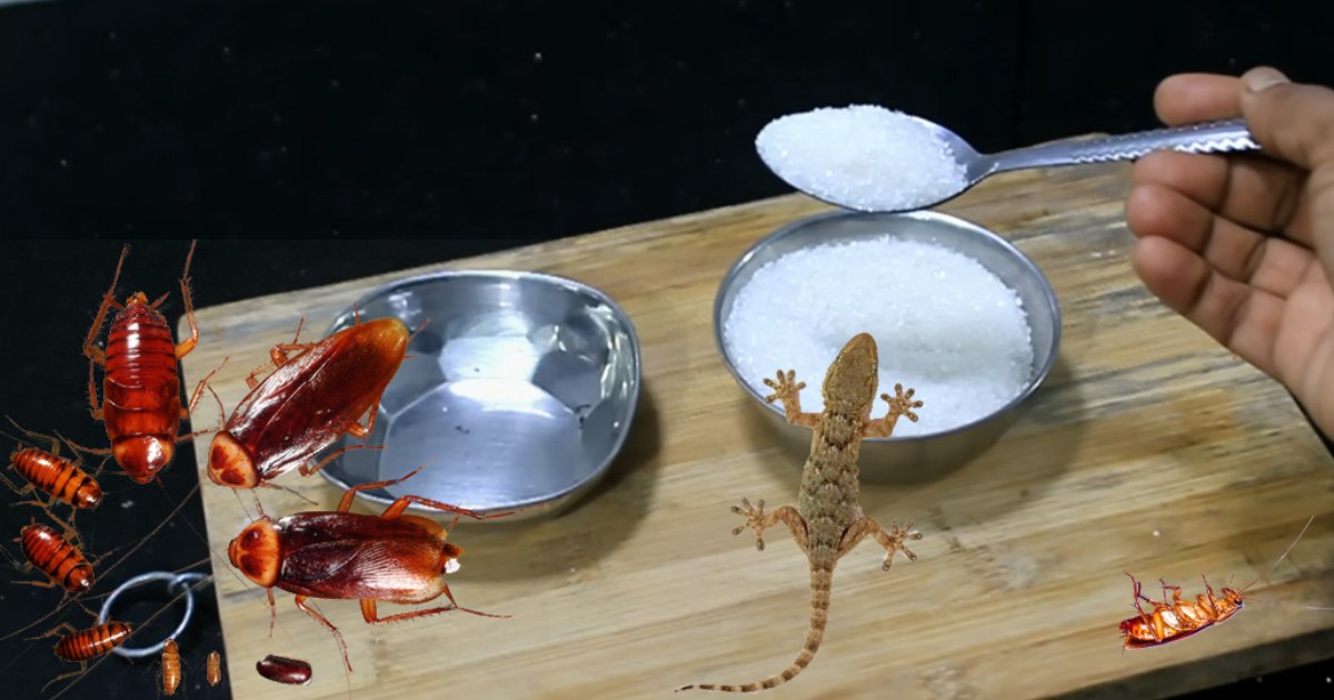 Get Rid Of Lizard And Cockroach Using Sugar