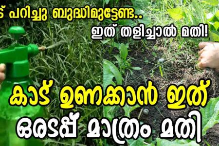 ഇത് ഒരടപ്പ് മതി കാട് ഉണക്കാൻ! ഇതൊന്ന് തളിച്ചാൽ ഏത് കാട് പിടിച്ച പുല്ലും ഠപ്പേന്ന് ഉണങ്ങും! ഇനി ആരും പുല്ല് പറിച്ചു ബുദ്ധിമുട്ടേണ്ട!! | Tips To Easy Remove Weeds