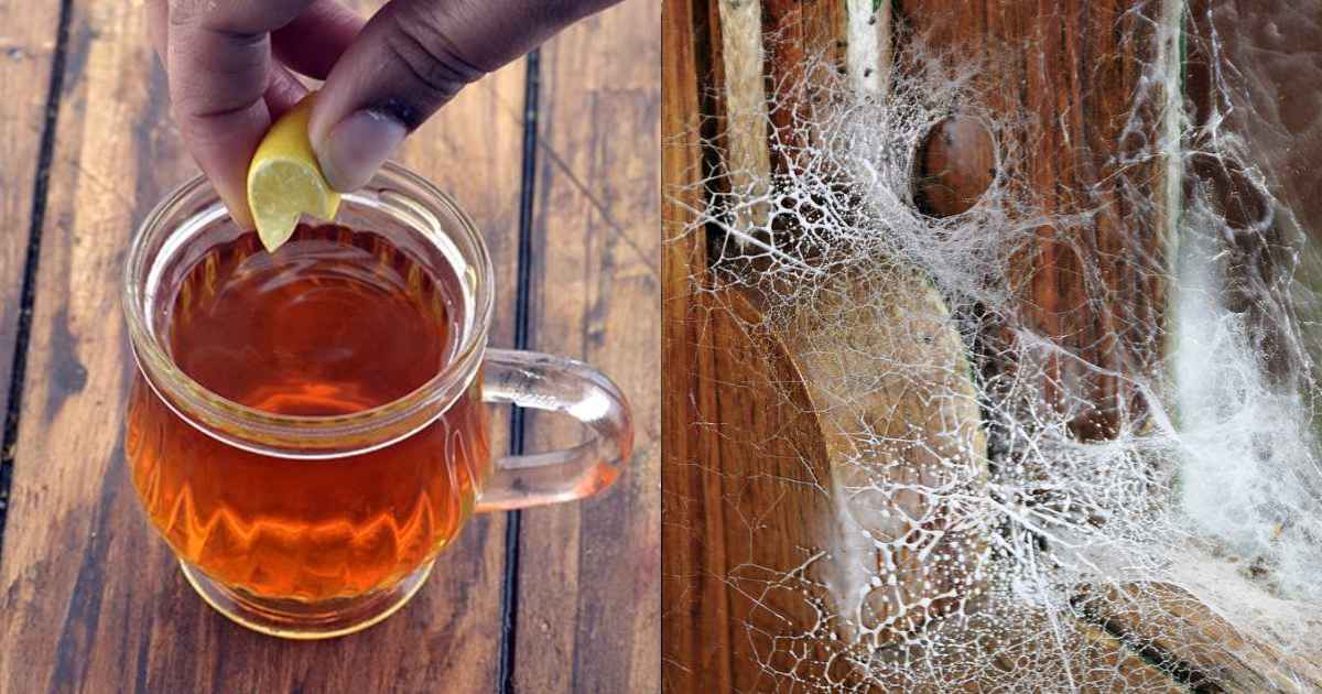 Easy Spider web Cleaning Tips