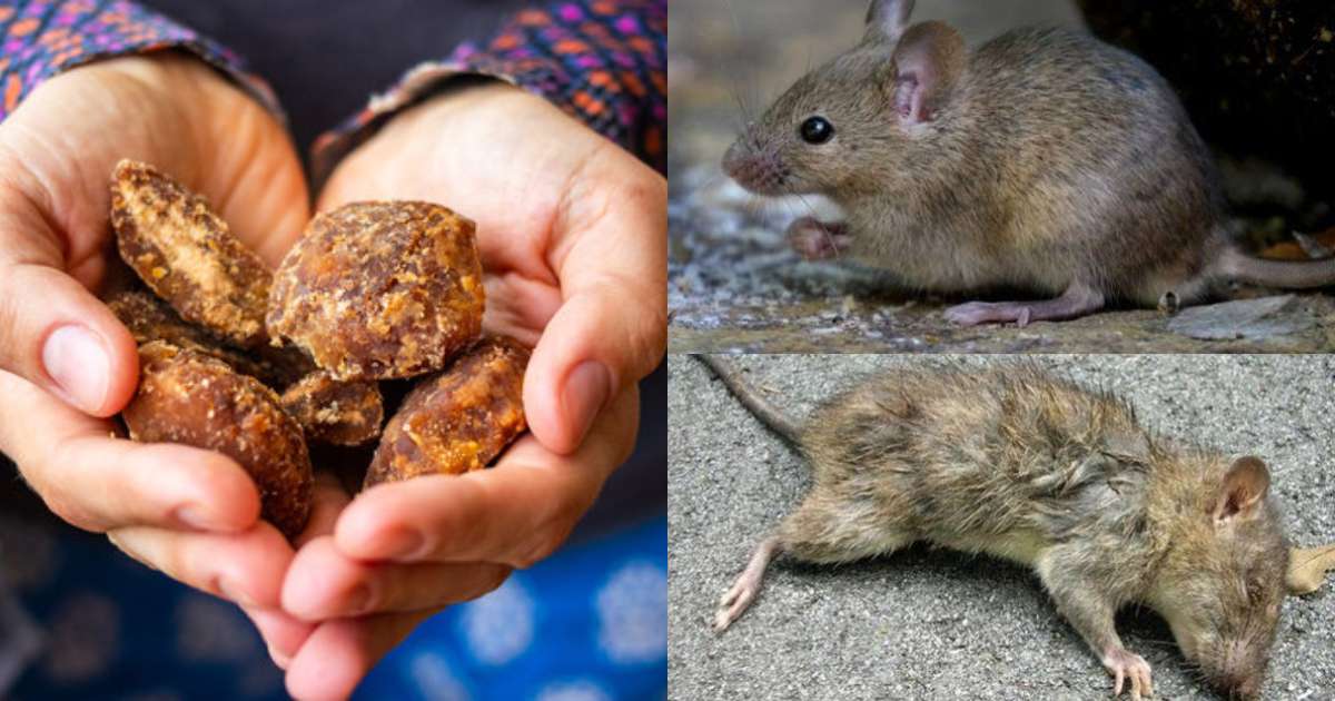 Easy Tips Get Rid of Rats From House