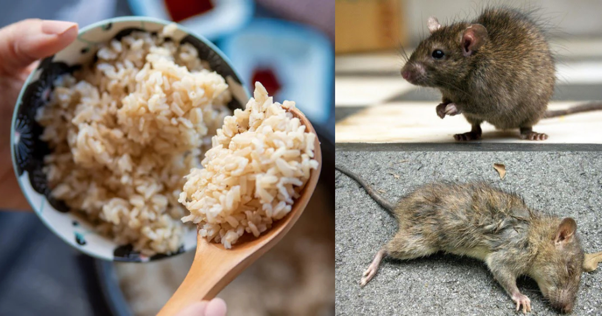 Get Rid Of Rat Using Rice
