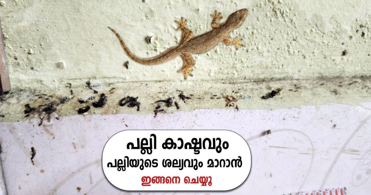 Get Rid of Lizard from Home Easy