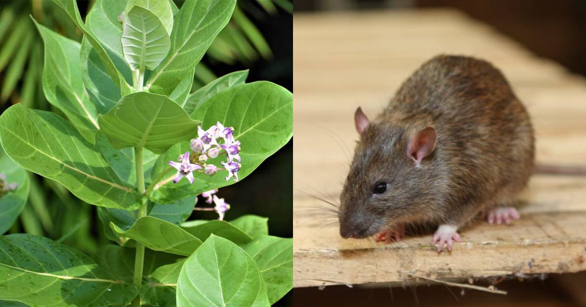Get Rid of Rats Using Erukku Plant