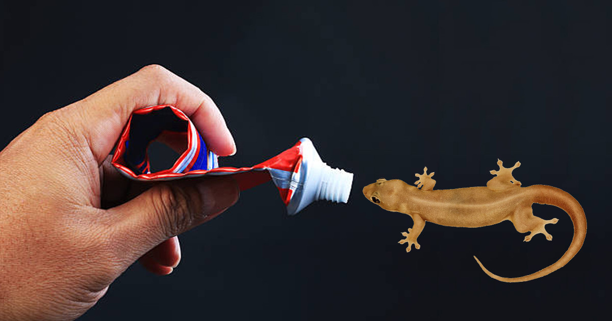 Get Rid Of Lizards Using Tooth Paste