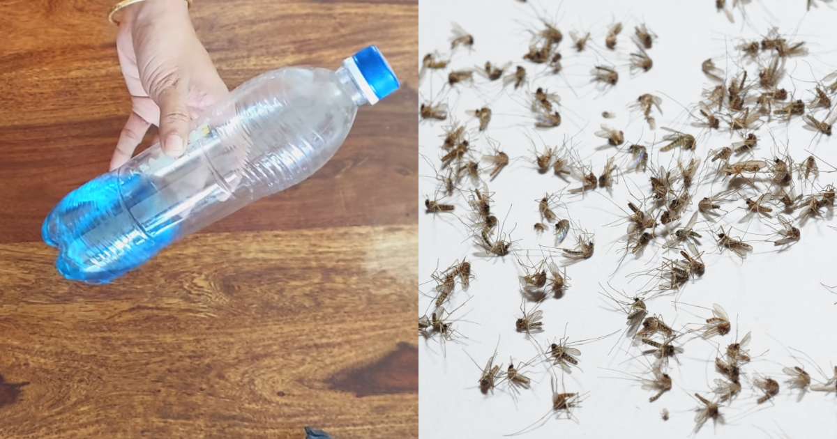 Get Rid Of Mosquitoes Easy Tips