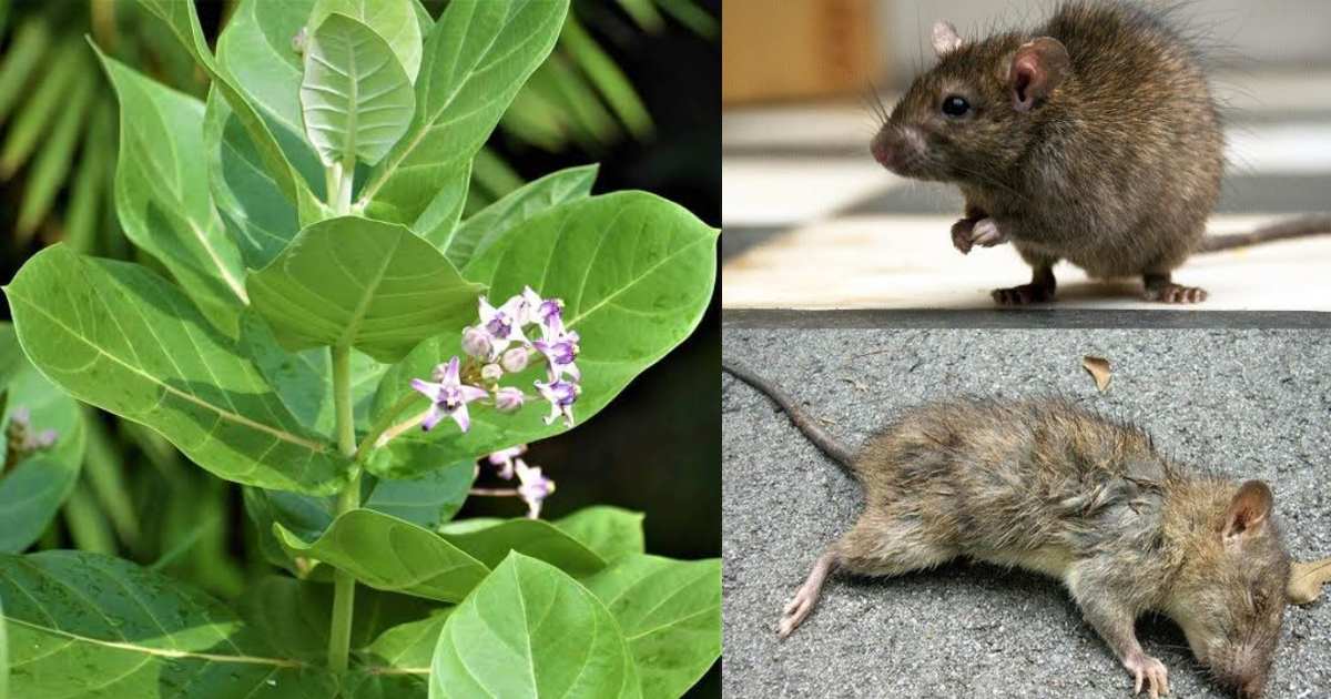 Get Rid of Rats Using Erukku Leaf