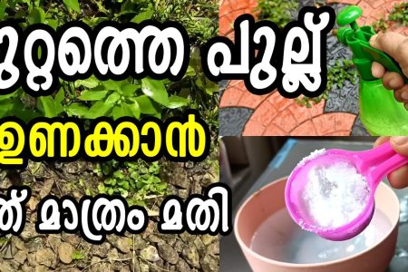 മുറ്റത്ത് കാടുപിടിച്ചു കിടക്കുന്ന പുല്ല് ഉണക്കാൻ ഇത് മാത്രം മതി! ഇനി പുല്ല് ഠപ്പേന്ന് ഉണക്കി കളയാം; കണ്ടു നോക്കൂ നിങ്ങൾ ഞെട്ടും!! | Easy Remove Grass Lawn Tips
