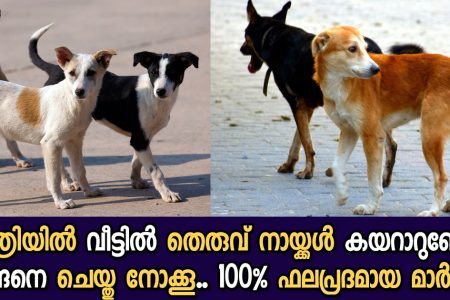 ഈ ഒരു സൂത്രം ചെയ്താൽ മതി! രാത്രിയിൽ തെരുവു നായകൾ ഇനി ഒരിക്കലും വീട്ടിൽ കയറില്ല മക്കളെ! 100% ഉറപ്പ്!! | Easy Get Rid of Street Dogs