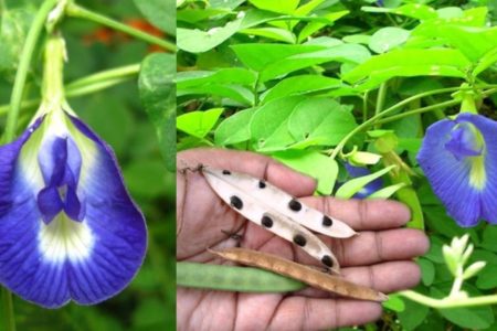 ഈ ചെടി എവിടെ കണ്ടാലും വിടരുതേ! ആള് ചില്ലറക്കാരനല്ല! ഇതിന്റെ ഞെട്ടിക്കുന്ന ഗുണങ്ങൾ അത്ഭുത അറിഞ്ഞാൽ.!! | Benefits Of Shankupushpam Plant