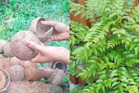 വീട്ടിൽ ചിരട്ട ഉണ്ടോ? കറിവേപ്പ് വീട്ടിൽ കാടുപോലെ വളർത്താം! ഇനി ഇല പറിച്ചു മടുക്കും! കറിവേപ്പില ചെടി തഴച്ചു വളരാൻ അടിപൊളി ടിപ്പ്!! | Curry Leaves Cultivation Tips