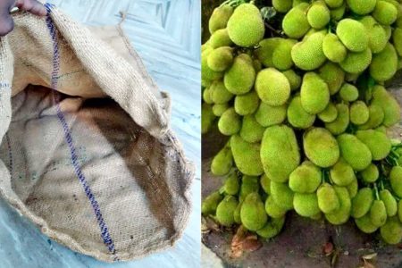പഴയ ചാക്ക് ഇനി ചുമ്മാ കളയല്ലേ! ഈ ഒരു സൂത്രം ചെയ്താൽ ഇനി ചക്ക മുഴുവൻ വേരിലും കായ്ക്കും!! | Easy Chakka Krishi Using Chaak