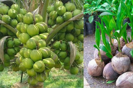 ഇതാണ് വീട്ടു മുറ്റത്തെ ആ അത്ഭുത തെങ്ങ്! തെങ്ങിൻ തൈ ഇങ്ങനെ നട്ടു നോക്കൂ, രണ്ട് വർഷം കൊണ്ട് കായ് ഫലം ഉറപ്പ്!! | Easy Coconut Tree Cultivation Method