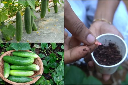 വെള്ളരി ഇങ്ങനെ ഒന്ന് കൃഷി ചെയ്തു നോക്കൂ! ഇനി വെറും 45 ദിവസം മതി കിലോ കണക്കിന് വെള്ളരി വിളവെടുക്കാൻ!! | Easy Cucumber Krishi 45 Days