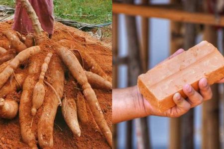 പൊട്ടിയ ഇഷ്ടിക കൊണ്ട് ഈ ഒരു സൂത്രം ചെയ്താൽ മതി പത്ത് കിലോ കപ്പ പറിക്കാം! ഇഷ്ടിക കഷ്ണം ഇനി ചുമ്മാ കളയല്ലേ!! | Easy Kappa Krishi Using Ishtika