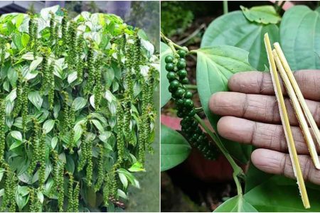 ഈ ഒരു സൂത്രം ചെയ്താൽ മതി ഇനി കിലോ കണക്കിന് കുരുമുളക് പൊട്ടിച്ചു മടുക്കും! മുറ്റം നിറയെ കുരുമുളക് തൈ ഉണ്ടാക്കാൻ കിടിലൻ ഈർക്കിൽ വിദ്യ! | Pepper Cultivation Using Eerkil