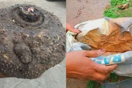 ഈ ഒരു സൂത്രം ചെയ്താൽ മതി ഒരു ചെറിയ ചേന കഷ്ണത്തിൽ നിന്നും കിലോ കണക്കിന് ചേന പറിക്കാം! പഴയ സിമെന്റ് ചാക്ക് മതി ചേന പറിച്ചു മടുക്കും!! | Chena Cultivation Tips