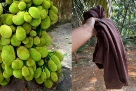 ചക്ക ചുവട്ടിൽ തിങ്ങി നിറയാൻ കിടിലൻ സൂത്രം! ചക്ക ഇനി കൈ എത്തും ദൂരത്തു നിന്നും പറിക്കാം, ഒരു കഷ്ണം പഴയ തുണി മാത്രം മതി!! | Jackfruit Cultivation Using Cloth