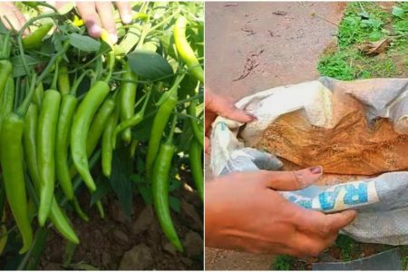 പഴയ ചാക്ക് ഇനി വെറുതെ കളയല്ലേ! ചാക്കും കരിയിലയും മാത്രം മതി കിലോ കണക്കിന് പച്ചമുളക് പൊട്ടിച്ചു മടുക്കും!! | Mulak Krishi Tips With Bag