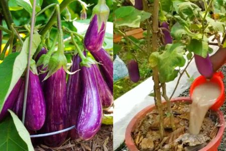 കൃഷിക്കാരൻ പറഞ്ഞ രഹസ്യ സൂത്രം! കൊമ്പൊടിയും വിധം വഴുതന കുലകുത്തി കായ് പിടിക്കാൻ ഇതൊരു കപ്പ് മതി! | Vazhuthana Krishi Tips