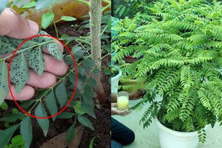 ഇത് ഒറ്റ സ്പ്രേ മാത്രം മതി! കറിവേപ്പിന്റെ ഇലപ്പുള്ളി രോഗവും മുരടിപ്പും പൂർണമായും ഇല്ലാതാക്കി കാട് പോലെ തഴച്ചു വളരും! | Easy White and Black Spot in Curry Leaves
