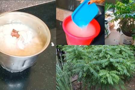 ഇനി കറിവേപ്പില പറിച്ചു മടുക്കും.. കടുത്ത വേനലിൽ കറിവേപ്പ് കാടുപോലെ വളരാൻ വീട്ടിലുള്ള ഈ ഒരു കാര്യം ചെയ്താൽ മതി.!! | Easy Care of Curry Leaves Plant