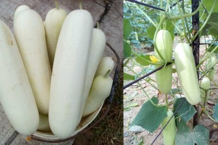 ടെറസിലെ കിടിലൻ വെള്ളരി കൃഷി! വള്ളി നിറയെ സാലഡ് വെള്ളരി കുലകുത്തി വിളയാൻ ഇതുപോലെ കൃഷി ചെയ്തു നോക്കൂ!! | Easy Cultivation Of Salad Vellari At Terrace