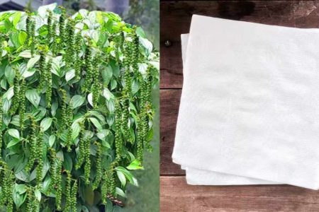 വീട്ടിൽ ടിഷു പേപ്പർ ഉണ്ടോ? എങ്കിൽ ഇനി ചെറിയ ഒരു തിരിയിൽ നിന്നും കിലോ കണക്കിന് കുരുമുളക് പറിക്കാം!! | Easy Pepper Farming With Tissue Paper