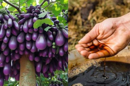ഇത് ഒരു സ്പൂൺ മതി! പഴയ വഴുതന വരെ തിങ്ങി നിറഞ്ഞു കായ്ക്കും! ഈ ഒരു സൂത്രം ചെയ്താൽ മതി; ഇനി വഴുതന പൊട്ടിച്ചു മടുക്കും!! | Easy Tip For Brinjal Plant Cultivation