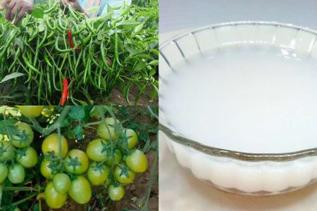 കഞ്ഞി വെള്ളം കൊണ്ട് ഇങ്ങനെ ചെയ്താൽ മതി; പച്ചക്കറികൾ തഴച്ചു വളരും കുലകുത്തി കായ്‌ക്കും! ഇനി തക്കാളിയും മുളകും പൊട്ടിച്ചു മടുക്കും!! | Easy Tips Using Kanjivellam