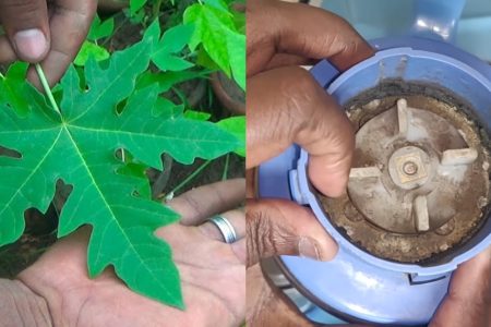 ഈ ഒരു ഇല മാത്രം മതി! എത്ര അഴുക്കു പിടിച്ച മിക്സിയും ജാറും ഒറ്റ സെക്കന്റിൽ പുതു പുത്തനാക്കാം! പപ്പായ ഇല മതി വീട് വെട്ടി തിളങ്ങും പത്ത് പൈസ ചിലവില്ലാതെ.!! | Mixi Cleaning Tips Using Papaya Leaf