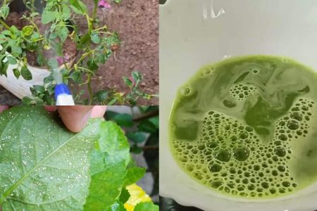 ഈ രണ്ടില മാത്രം മതി! 3 മിനിറ്റിൽ വെള്ളീച്ചയെ പൂർണമായും തുരത്താം; ചെടിയുടെ പരിസരത്ത് പോലും വെള്ളീച്ച ഇനി വരില്ല!! | Tips For Get Rid Of Whiteflies