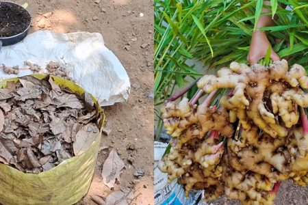 ഇഞ്ചി ഈ രീതിയിൽ നട്ടാൽ ചാക്ക് നിറയെ ഇഞ്ചി! ഒരു ചെറിയ ഇഞ്ചി കഷണത്തിൽ നിന്നും കിലോ കണക്കിന് ഇഞ്ചി പറിക്കാം!! | Tips For Ginger Cultivation In Growbag
