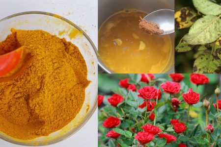 മഞ്ഞൾ പൊടിയുടെ കൂടെ ഇതുകൂടെ ചേർത്ത് ഉപയോഗിക്കൂ! ഉണങ്ങിയ കമ്പു വരെ തളിർക്കും ഇങ്ങനെ ചെയ്താൽ.!! | Turmeric powder as for plants