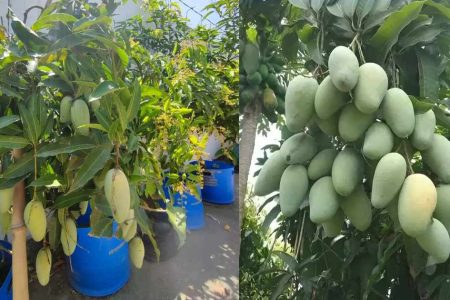 ഡ്രമ്മിലെ മാവ് കൃഷി എല്ലാ രഹസ്യങ്ങളും ഇതിലുണ്ട്! ഇനി വീട്ടിലെ മാവ് ഭ്രാന്ത് പിടിച്ച പോലെ കുലകുത്തി കായ്ക്കും; ഇനി മാങ്ങ എല്ലാം കയ്യെത്തി പറിക്കാം!! | Easy Mango Farming in Drum