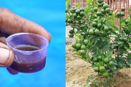 ഇതൊരു തുള്ളി മതി! ചെറുനാരങ്ങ പൊട്ടിച്ചു മടുക്കും; ചെറുനാരങ്ങ കുലംകുത്തി കായ്ക്കാനും കുട്ട നിറയെ വിളവെടുക്കാനും!! | Lemon Cultivation Tricks