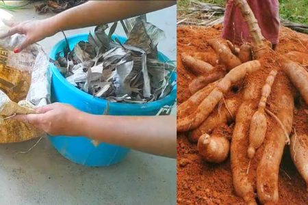 കപ്പ കൃഷിക്കാർ പറഞ്ഞ രഹസ്യ സൂത്രം! വാഴയില മാത്രം മതി കിലോ കണക്കിന് കപ്പ പറിച്ചു മടുക്കും!! | Tapioca Farming Using Banana Leaf